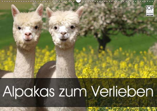 Cover for Rentschler · Alpakas zum Verlieben (Wandk (Book)