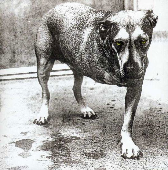 Cover for Alice in Chains (CD) (1995)