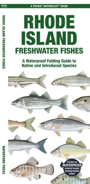 Cover for Morris, Matthew, Waterford Press · Rhode Island Freshwater Fishes: A Folding Guide to Native and Introduced Species - Pocket Naturalist Guides (Pamflet) (2024)