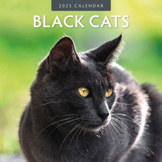 Cover for Red Robin · Black Cats 2025 Square Wall Calendar (Taschenbuch) (2024)