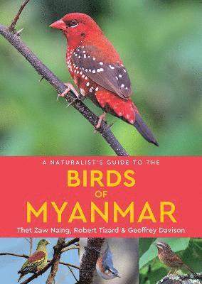 Cover for Robert Tizard · A Naturalist's Guide to the Birds of Myanmar - Naturalists' Guides (Paperback Book) (2023)