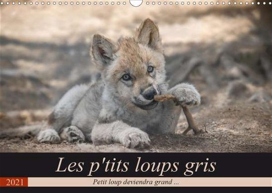 Cover for Camel · Les p'tits loups gris (Calendrier (Buch)