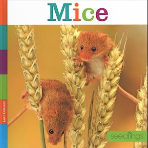 Cover for Lori Dittmer · Mice (Hardcover Book) (2018)