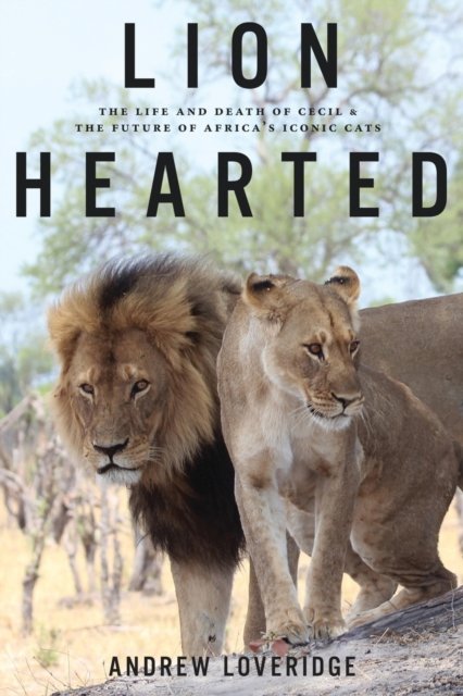 Cover for Andrew Loveridge · Lion Hearted: The Life and Death of Cecil &amp; the Future of Africa's Iconic Cats (Taschenbuch) (2020)