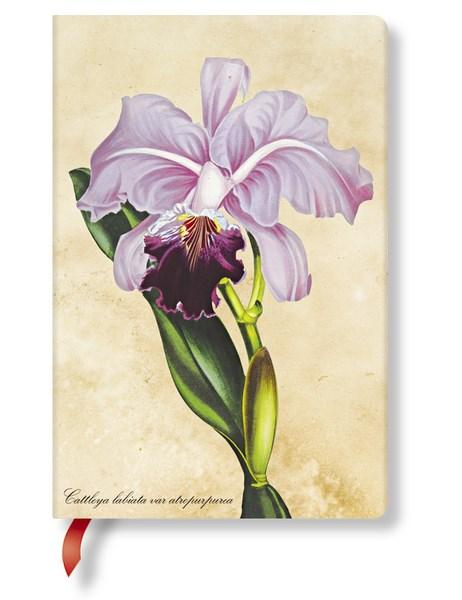 Cover for Lin · Painted Botanicals Brazilian Orchid Mini (Inbunden Bok) (2017)