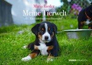 Cover for Rieder · Meine Tierwelt (Bog)