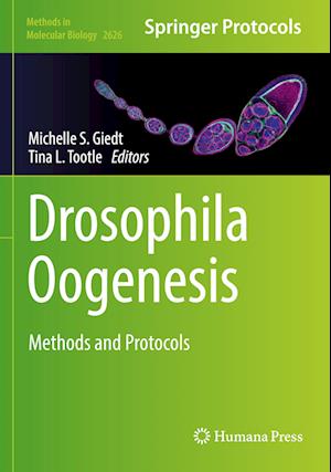 Drosophila Oogenesis: Methods and Protocols - Methods in Molecular Biology -  - Bøger - Springer-Verlag New York Inc. - 9781071629727 - 31. januar 2024