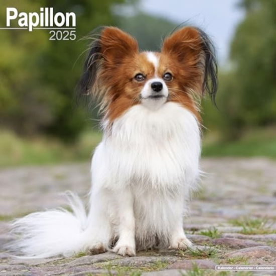 Papillon Calendar 2025 Square Dog Breed Wall Calendar - 16 Month (Calendar) (2024)