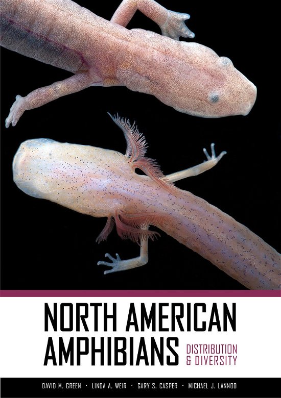 Cover for Greene · North American Amphibians: Distribution and Diversity (Hardcover Book) (2014)