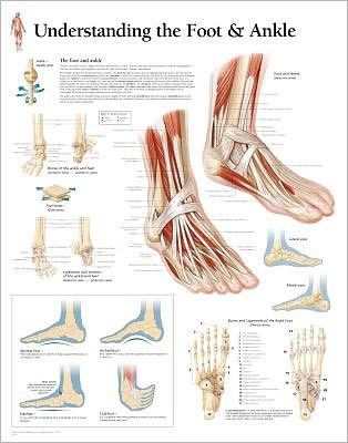 Scientific Publishing · Understanding the Foot & Ankle Paper Poster (Poster) (2004)