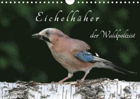 Cover for Konieczka · Eichelhäher der Waldpolizist (Book)