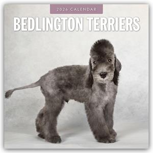Cover for Red Robin · Bedlington Terriers 2026 Square Wall Calendar (Paperback Book) (2025)