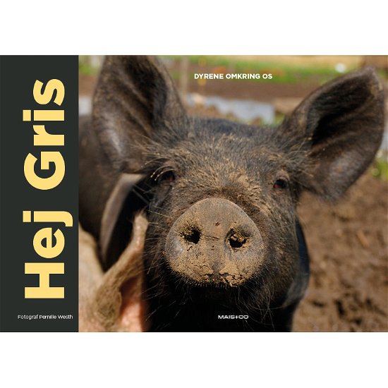 Cover for Pernille Westh · Dyrene omkring os: Hej Gris (Kartonbuch) [1. Ausgabe] (2018)