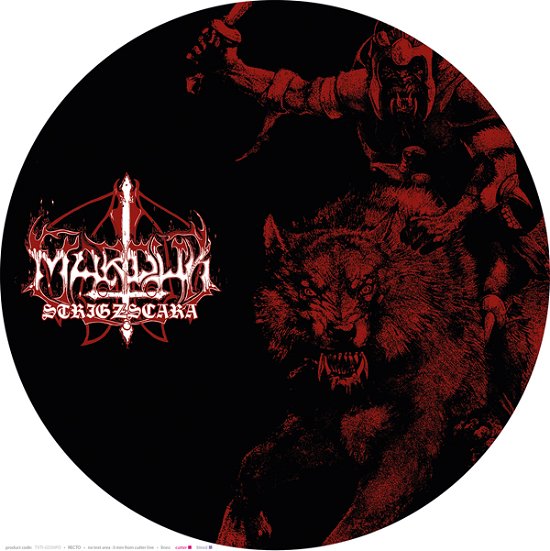 Cover for Marduk · Strigzscara Warwolf Live 1993 (12&quot;) [Picture Disc edition] (2023)