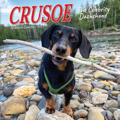 Crusoe the Celebrity Dachshund 2025 7 X 7 Mini Wall Calendar (Calendar) (2024)