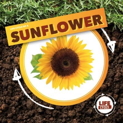 Cover for Kirsty Holmes · Life Cycle of a Sunflower - Life Cycle of A... (Hardcover Book) (2021)
