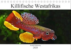 Killifische Westafrikas (Tisch - Pohlmann - Bøker -  - 9783670715733 - 