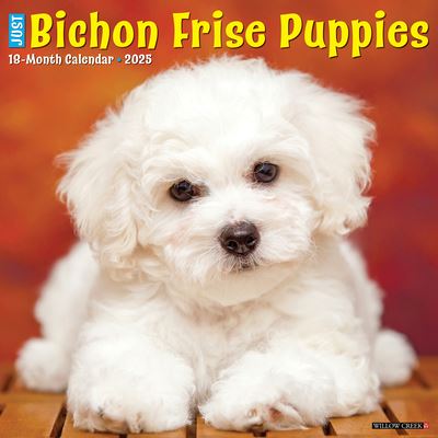 Just Bichon Frise Puppies 2025 12 X 12 Wall Calendar - Willow Creek Press - Gadżety - Willow Creek Press Calendars - 9781549241734 - 10 września 2024