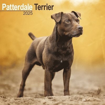 Cover for Patterdale Terrier Calendar 2025 Square Dog Breed Wall Calendar - 16 Month (Kalender) (2024)