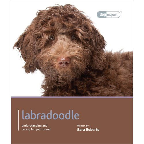 Cover for Sarah Rogers · Labradoodle - Dog Expert (Paperback Book) (2013)