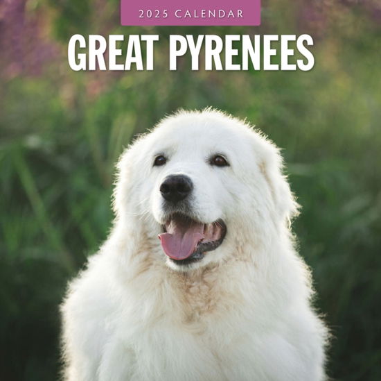 Cover for Red Robin · Great Pyrenees 2025 Square Wall Calendar (Paperback Book) (2024)