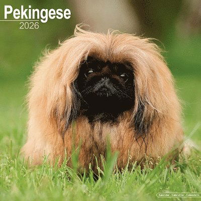 Cover for Pekingese Calendar 2026  Square Dog Breed Wall Calendar - 16 Month (Calendar) (2025)
