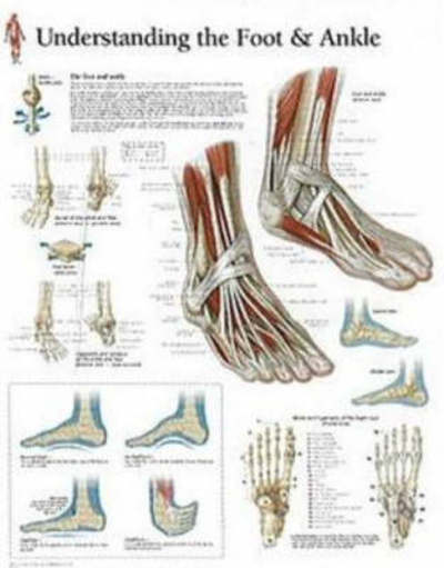 Cover for Scientific Publishing · Understanding the Foot &amp; Ankle Laminated Poster (Poster) (2004)