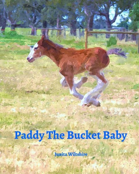 Cover for Junita Wiltshire · Paddy the Bucket Baby (Paperback Book) (2015)
