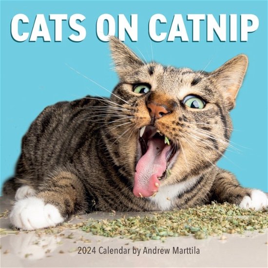 Cats on Catnip Wall Calendar 2024: A Year of Cats Living the High Life and Feeling Niiiiice - Andrew Marttila - Marchandise - Workman Publishing - 9781523519736 - 18 juillet 2023