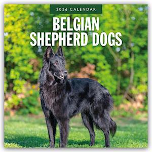 Cover for Red Robin · Belgian Shepherd Dogs 2026 Square Wall Calendar (Paperback Book) (2025)