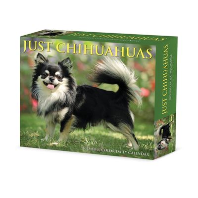 Chihuahuas 2025 6.2 X 5.4 Box Calendar - Willow Creek Press - Gadżety - Willow Creek Press Calendars - 9781549240737 - 10 września 2024