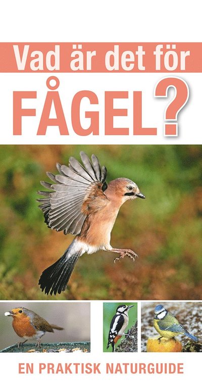 Cover for Rob Hume · Vad är det för fågel? (Bok) (2023)