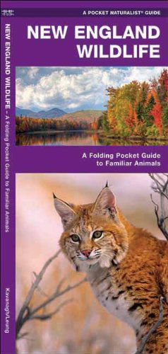 Cover for James Kavanagh · New England Wildlife: a Folding Pocket Guide to Familiar Species (Pocket Naturalist Guide Series) (Pamphlet) [1st edition] (2017)