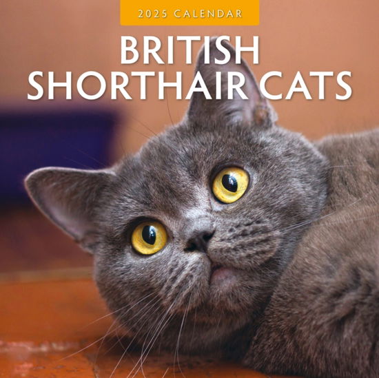 Cover for Red Robin · British Shorthair Cats 2025 Square Wall Calendar (Paperback Book) (2024)