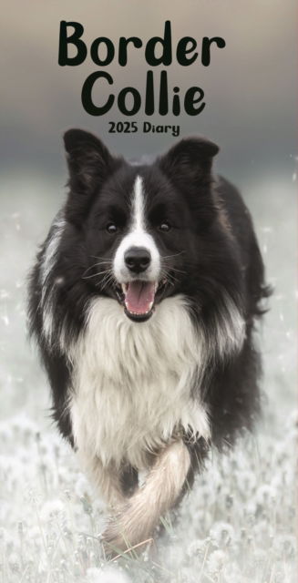 Border Collies Slim Diary 2025 - Carousel Calendars - Książki - Carousel Calendars - 9781804605738 - 23 sierpnia 2024