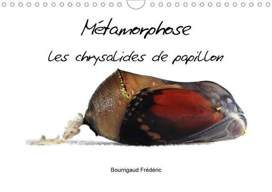 Cover for Frédéric · Métamorphose les chrysalides d (Bok)