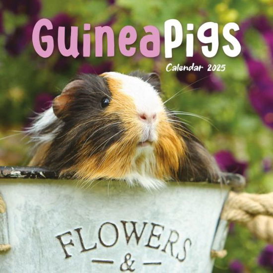 Cover for Carousel Calendars · Guinea Pigs Square Mini Calendar 2025 (Taschenbuch) (2024)