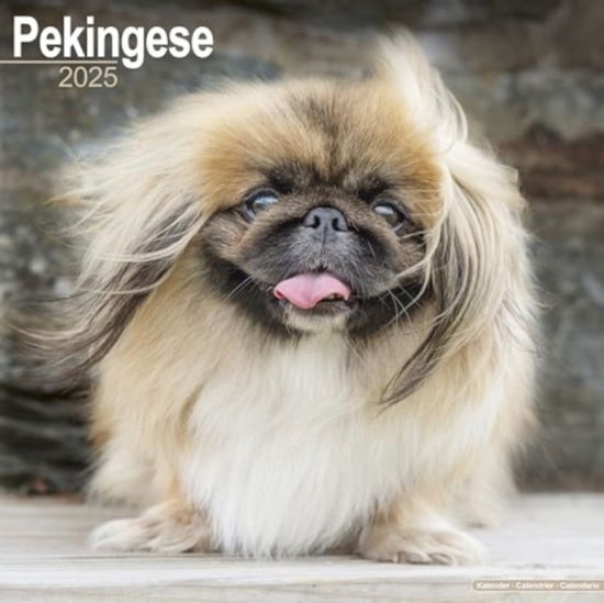 Pekingese Calendar 2025 Square Dog Breed Wall Calendar - 16 Month -  - Merchandise - Avonside Publishing Ltd - 9781804603741 - July 1, 2024