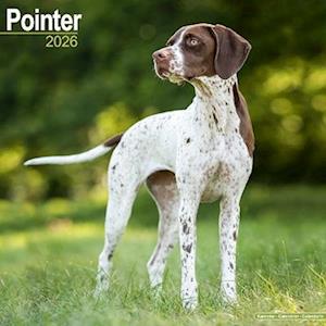 Cover for Pointer  Calendar 2026  Square Dog Breed Wall Calendar - 16 Month (Calendar) (2025)