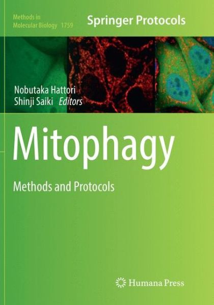 Cover for Mitophagy: Methods and Protocols - Methods in Molecular Biology (Paperback Book) [Softcover reprint of the original 1st ed. 2018 edition] (2019)