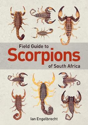 Cover for Ian Engelbrecht · Field Guide to Scorpions of South Africa (Paperback Book) (2023)