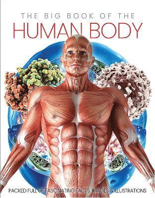 Cover for Katherine Marsh · The Big Book of the Human body (Inbunden Bok) (2021)