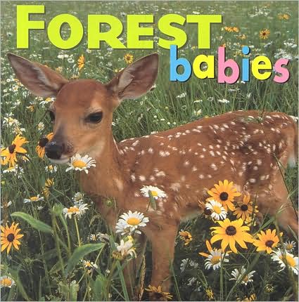 Cover for Creative Publishing International · Forest Babies (Board book) (2003)