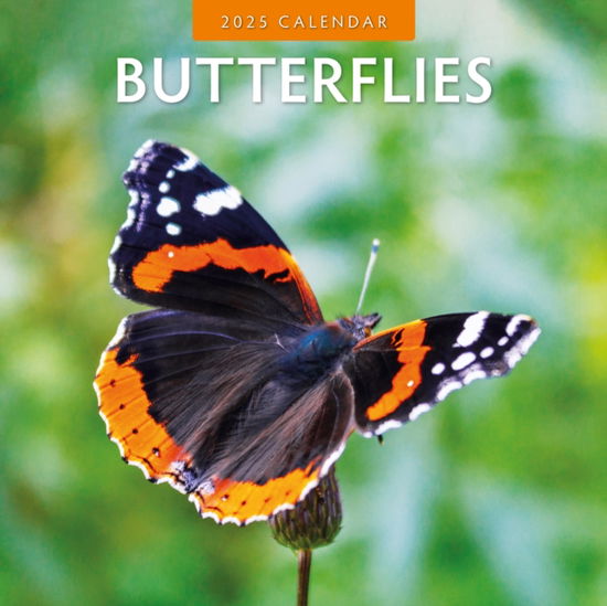 Cover for Red Robin · Butterflies 2025 Square Wall Calendar (Paperback Book) (2024)