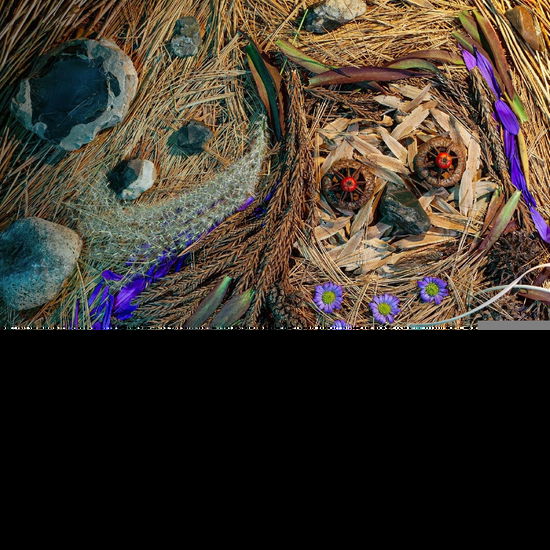 Cover for Owls · Rare Birds (CD) (2025)