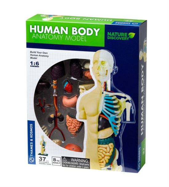 Cover for Human Body (GAME) (2023)