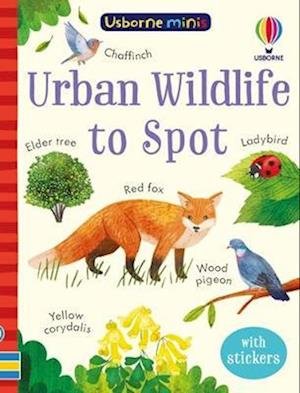 Cover for Kate Nolan · Urban Wildlife to Spot - Usborne Minis (Paperback Book) (2023)