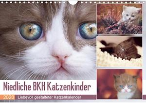 Cover for Bürger · Niedliche BKH Katzenkinder (Wand (Book)