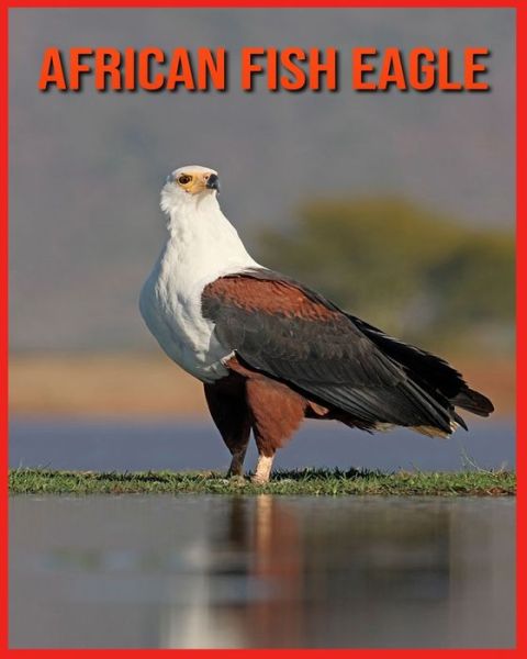 Cover for Linda Davis · African Fish Eagle (Paperback Book) (2021)