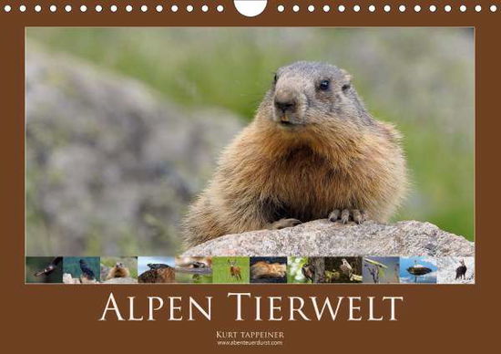 Cover for Tappeiner · Alpen Tierwelt (Wandkalender (Book)